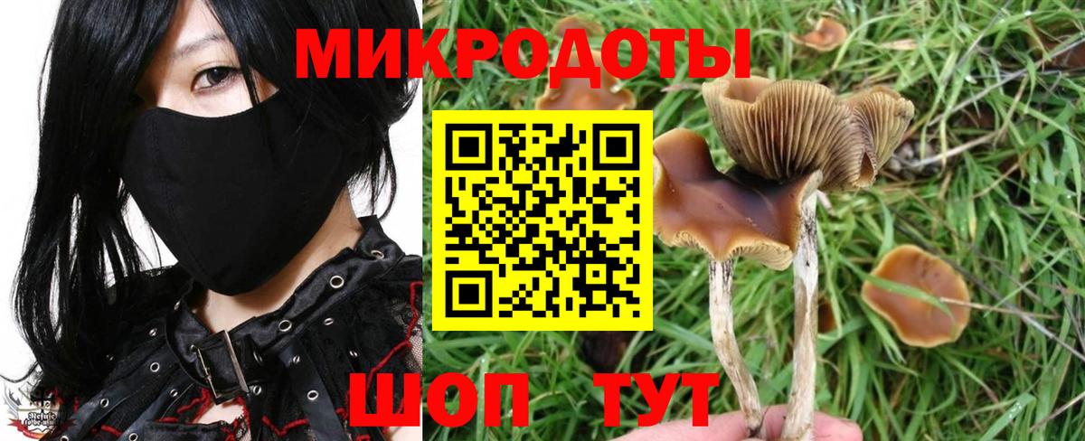 Галлюциногенные грибы Psilocybe Малоярославец