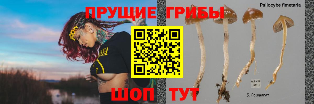 Галлюциногенные грибы GOLDEN TEACHER  закладки  Малоярославец  Вход с VPN  Псилоцибиновые грибы Cubensis 